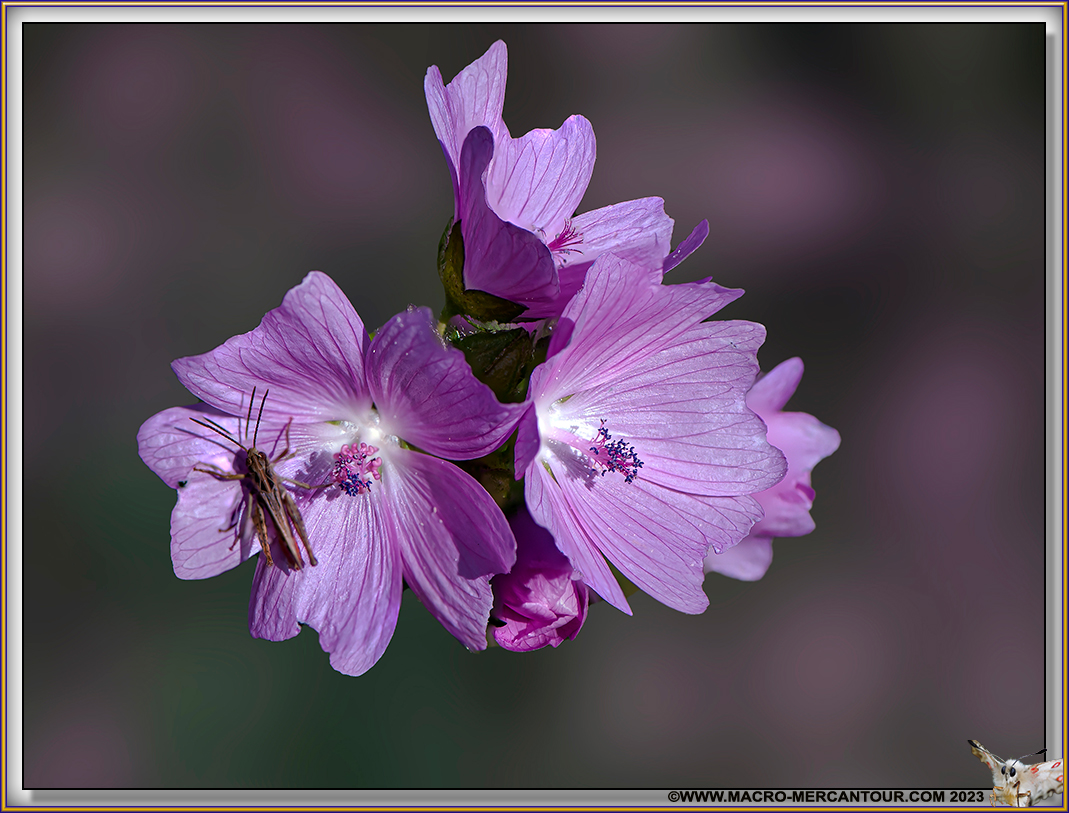 Mauve alcée